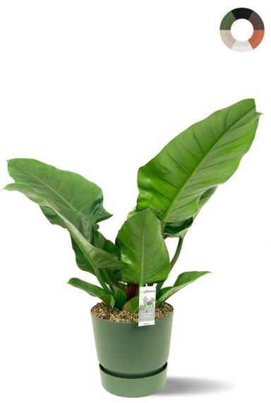 Philodendron imperial green in pot 2 1