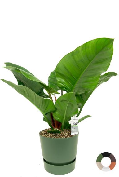 Philodendron imperial grün in Töpfen 1