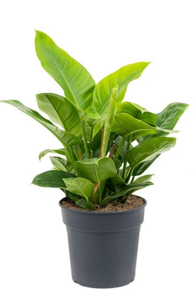 Philodendron (Baumfreund) Pflege 123zimmerpflanzen