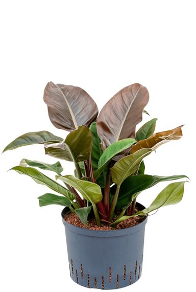 Philodendron imperial red hydrokulturpflanze