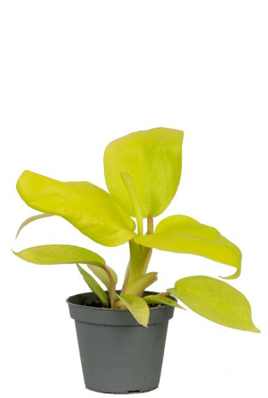 Philodendron lemon lime 2