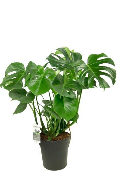 Monstera | Fensterblatt kaufen? - 123zimmerpflanzen 90cm