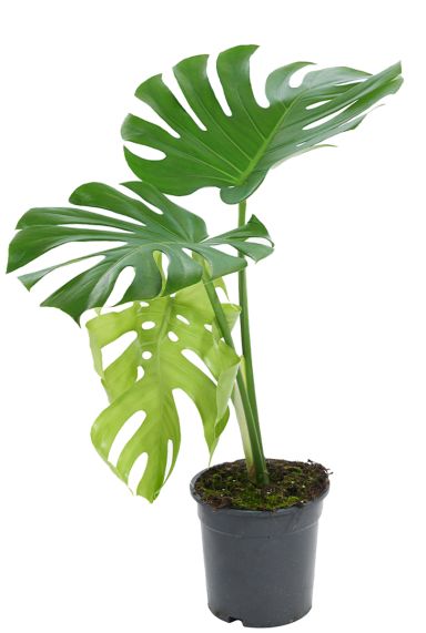 Philodendron monstera deliciosa plant