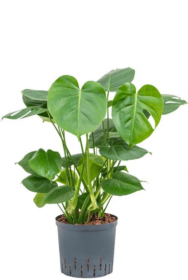 Philodendron monstera hydrocultuur 2