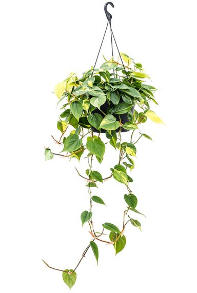 Philodendron scandens brasil 2