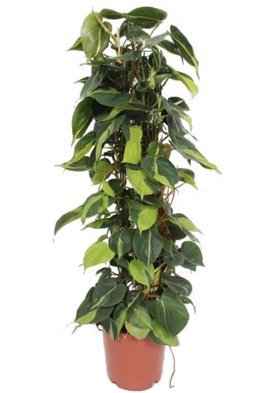 Philodendron scandens brasil 24pot