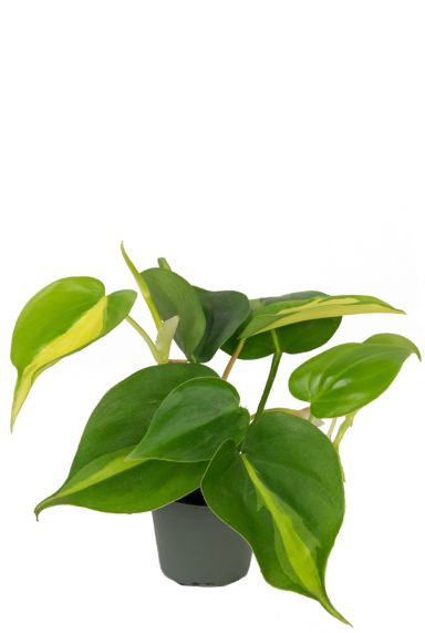 Philodendron scandens brasil 3