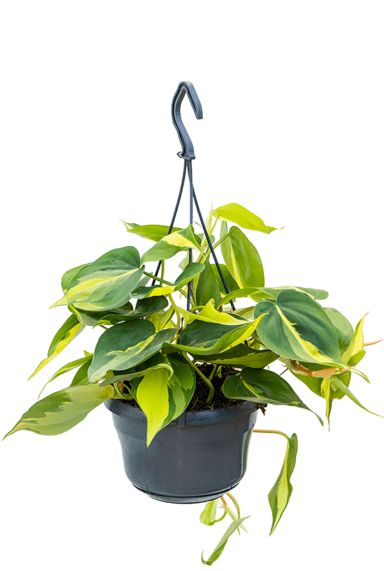 Philodendron scandens brasil 4