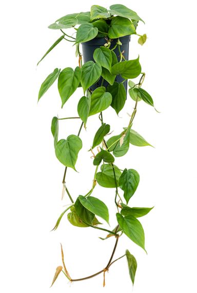 Philodendron scandens hydroplant