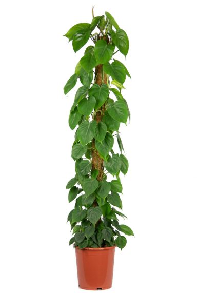 - 80cm 123zimmerpflanzen | Philodendron Philodendron scandens kaufen? Herzblättriger