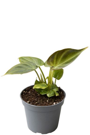 Philodendron verrucosum plant