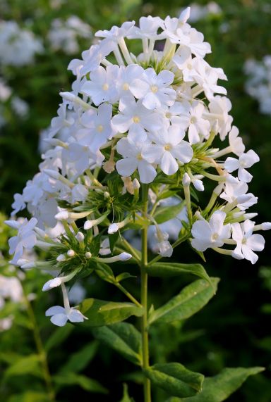 Phlox paniculata david gartenpflanze