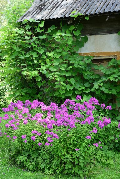 Phlox paniculata laura gartenpflanze