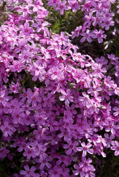 Phlox subulata macdaniel cushion gartenpflanze