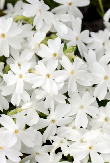 Phlox subulata white gartenpflanze