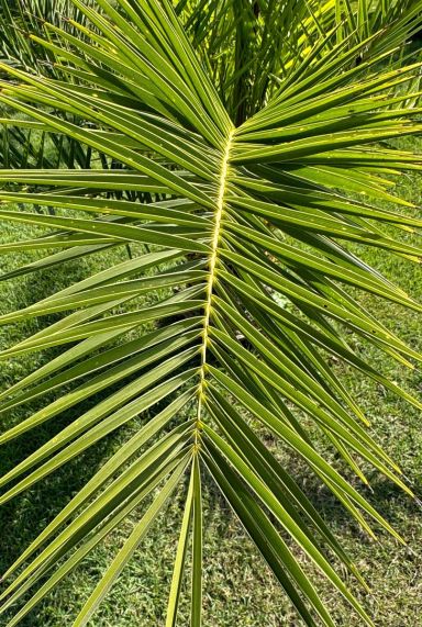 Phoenix canariensis gardenpflanze p19