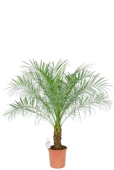 Phoenix roebelenii palm plant 2