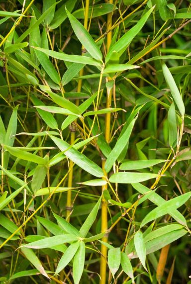 Phyllostachys aurea gartenpflanze