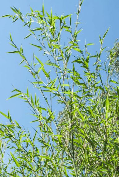 Phyllostachys bissetii bambus p28