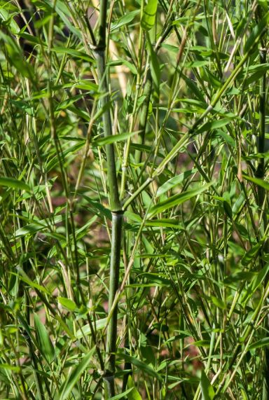 Phyllostachys bissetii gartenpflanze