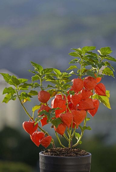 Physalis alkekengi franchetii gartenpflanze
