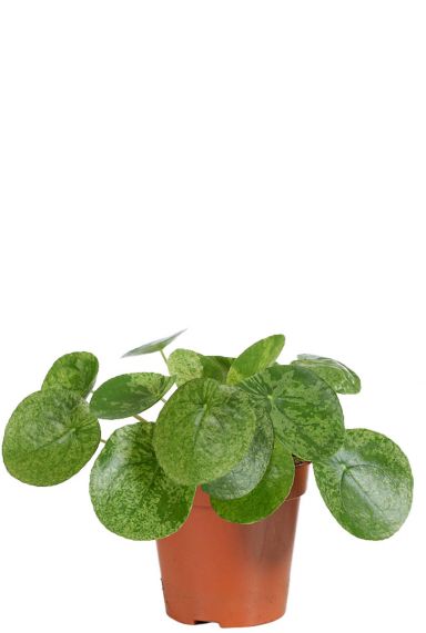 Pilea mojito plant