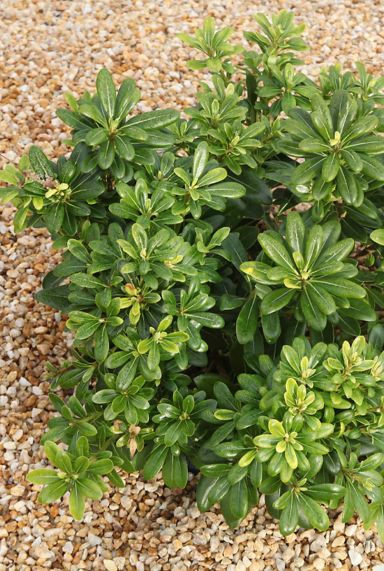 Pittosporum tobira nana tuinplant