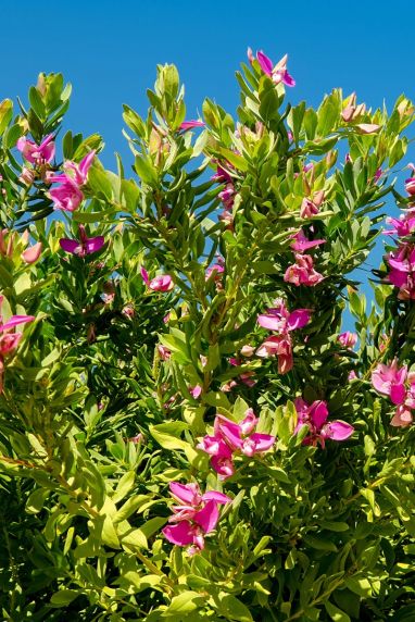 Polygala myrtifolia gartenpflanze 1