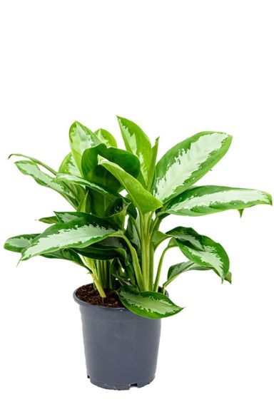 Aglaonema diamond bay