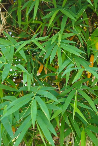 Pseudosasa japonica metake gartenpflanze
