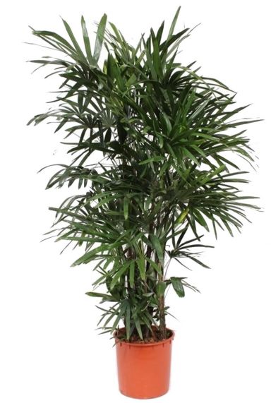 Rhapis-excelsa-zimmerpflanze-2