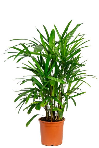 Rhapis palm 2 1