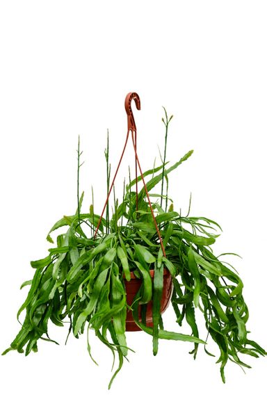 Rhipsalis ramaloris plant