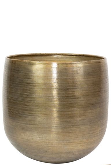Rowen pflanzen topf 38