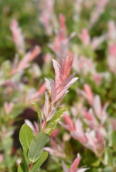 Salix flamingo stam gartenpflanze p17
