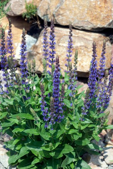 Salvia nemorosa ostfriesland gartenpflanze