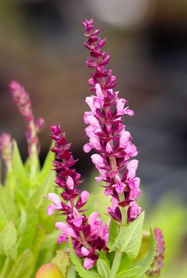 Salvia nemorosa sensation deep rose gartenpflanze