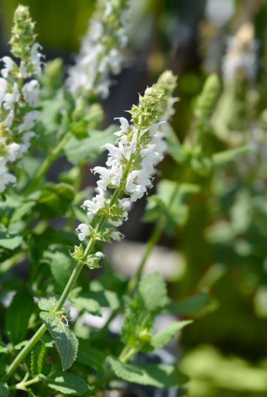 Salvia nemorosa sensation white gartenpflanze