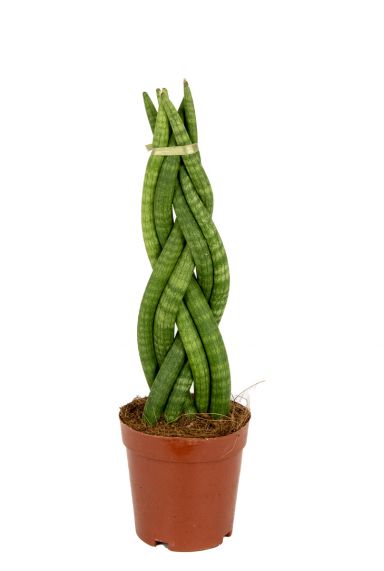 Sansevieria-twister-kamerplant