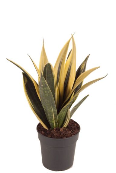 Sansevieria golden flame Bogenhanf