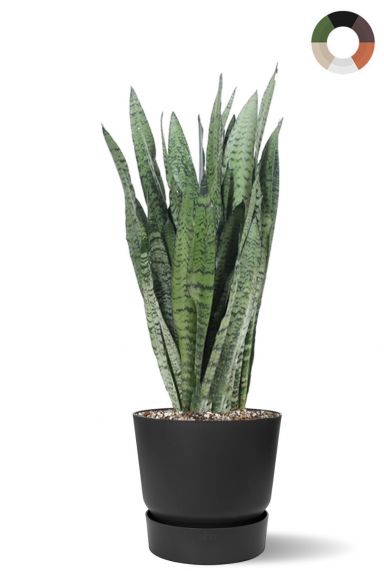 Sansevieria in zwarte plantenbak 1