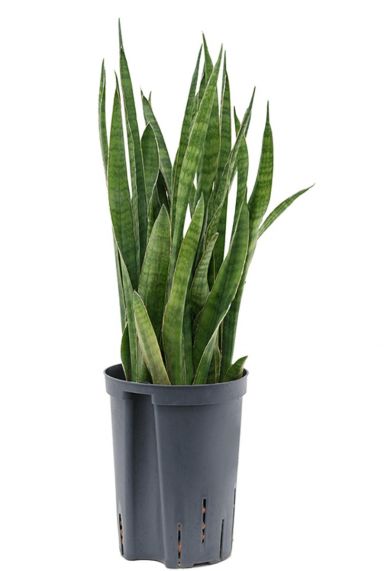 Sansevieria kirkii kamerplant hydro