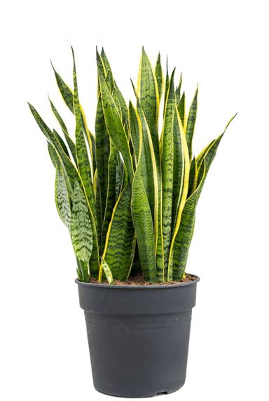 Sansevieria laurentii zimmerpflanze