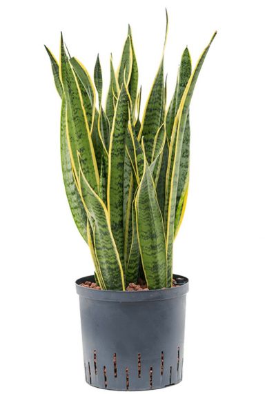 Sansevieria laurentii - Bogenhanf hydrokultur