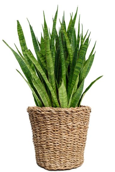 Sansevieria plant in mand