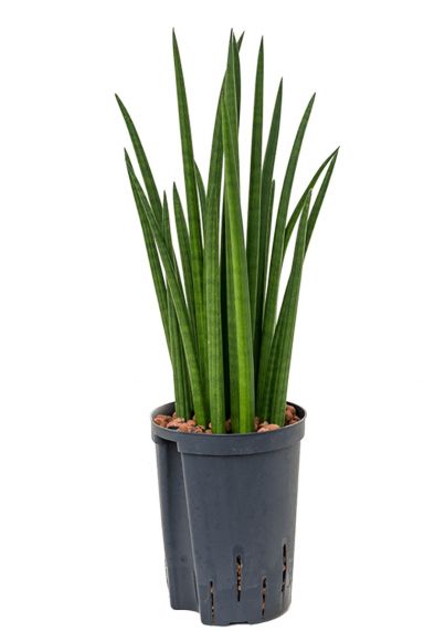 Sansevieria spikes hydrocultuur plant