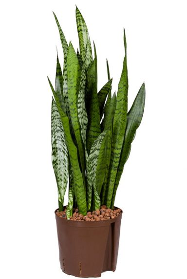 Sansevieria zeylanica hydrokulturpflanze