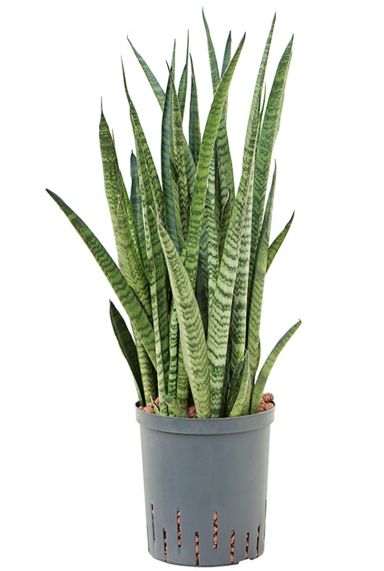 Sansevieria zeylanica hydrocultuur 2