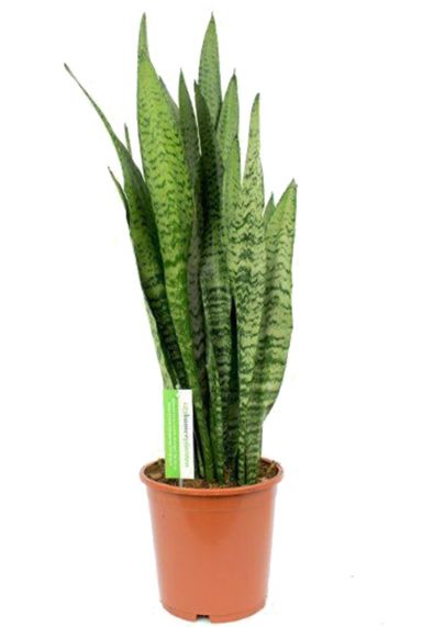 Sansevieria zeylanica kamerplant 4