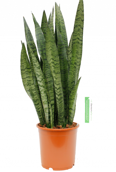 Sansevieria Zeylanica Bogenhanf 21cm